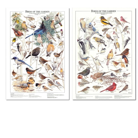 Birds of the Backyard: Poster & Reference Chart Set. Summer and Western Winter Garden Bird Species Identification