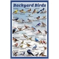 thumbnail image 1 of Backyard Birds Educational Poster - 11.5 x 17.5 inches Laminated, 1 of 6