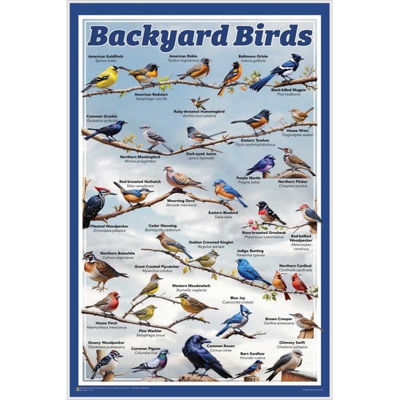 Backyard Birds Educational Poster - 11.5 x 17.5 inches Laminated
