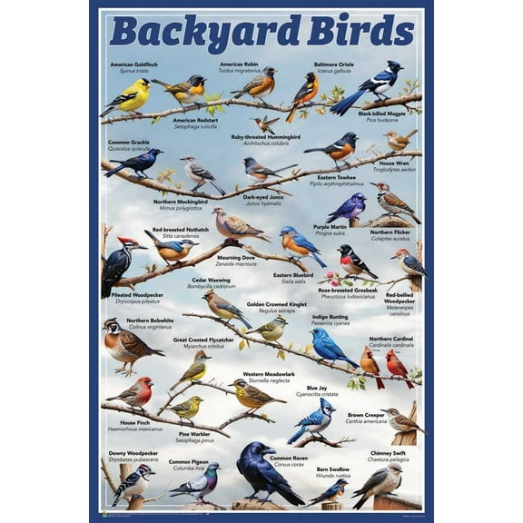 Backyard Birds Educational Poster - 24 x 36 inches