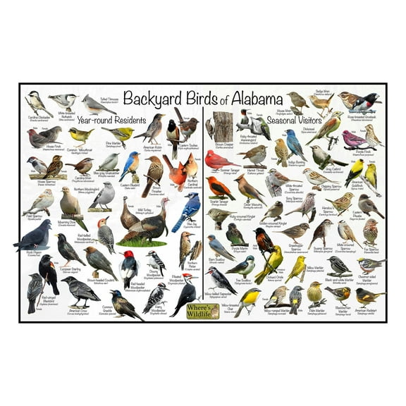 Backyard Birds of Alabama Bird Identification Poster - Birdwatching Nature Chart