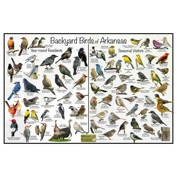 Backyard Birds of Arkansas Bird Identification Poster - Birdwatching Nature Chart