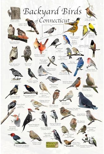 Backyard Birds of Connecticut - Laminated Bird Identification Poster ...