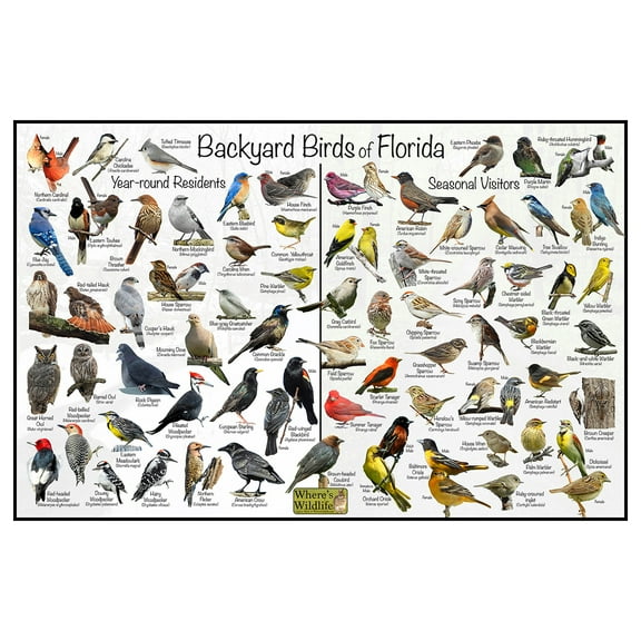Backyard Birds of Florida Bird Identification Poster - Birdwatching Nature Chart
