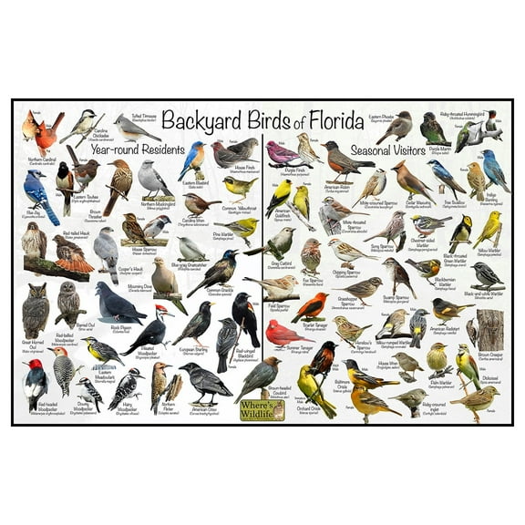 Backyard Birds of Florida Bird Identification Poster - Birdwatching Nature Chart