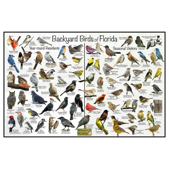 Backyard Birds of Florida Bird Identification Poster - Birdwatching Nature Chart