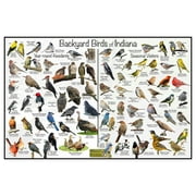 Backyard Birds of Indiana Bird Identification Poster - Birdwatching Nature Chart