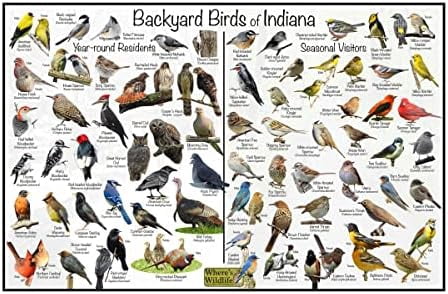 Backyard Birds of Indiana Bird Identification Poster Divided into Year ...