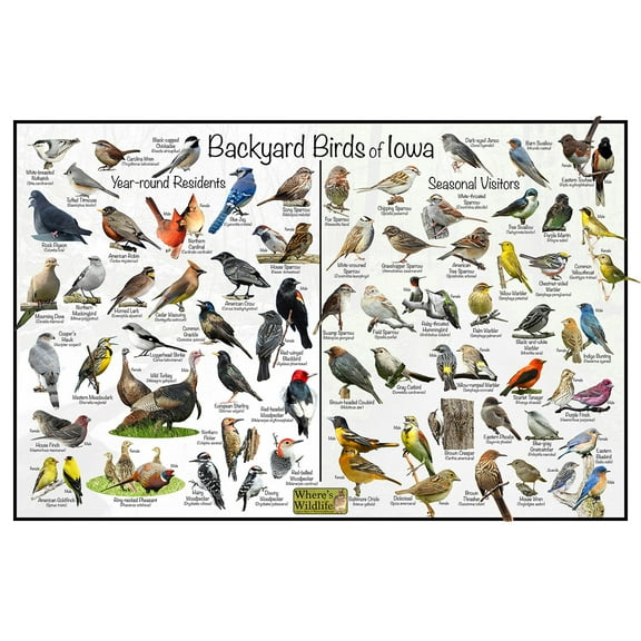 Backyard Birds of Iowa Bird Identification Poster - Birdwatching Nature Chart