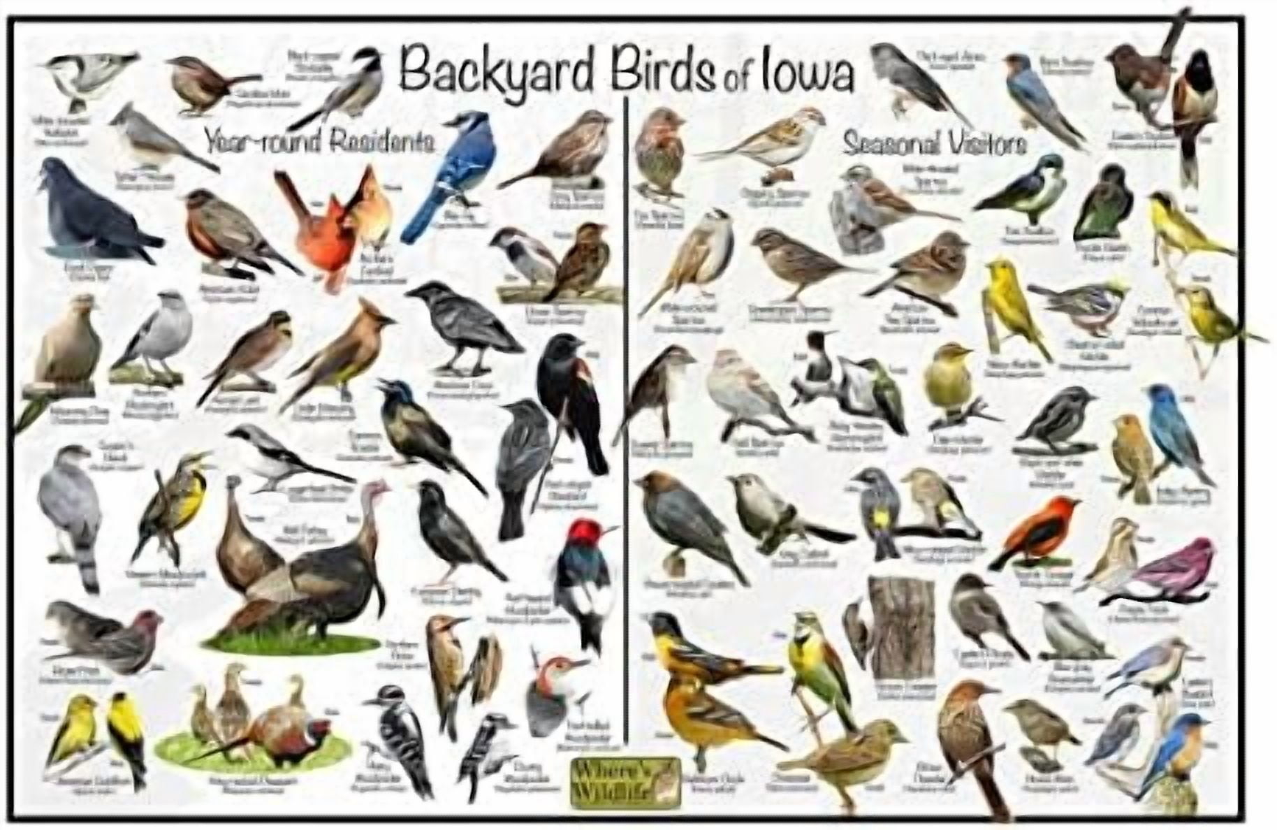 Backyard Birds of Iowa Bird Identification Poster Divided into Year ...
