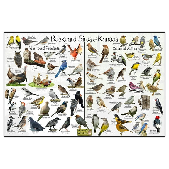 Backyard Birds of Kansas Bird Identification Poster - Birdwatching Nature Chart