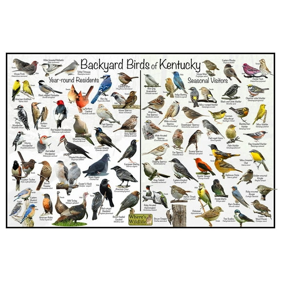 Backyard Birds of Kentucky Bird Identification Poster - Birdwatching Nature Chart