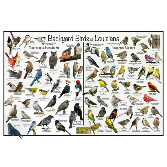 Backyard Birds of Louisiana Bird Identification Poster - Birdwatching Nature Chart