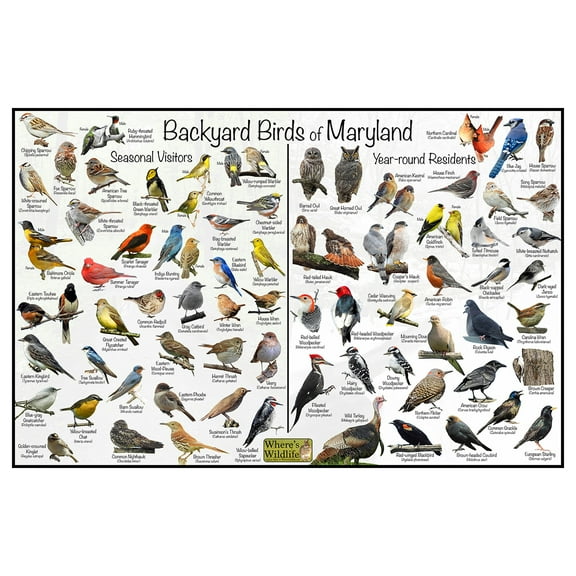 Backyard Birds of Maryland Bird Identification Poster - Birdwatching Nature Chart