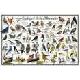 thumbnail image 1 of Backyard Birds of Minnesota Bird Identification Poster - Birdwatching Nature Chart, 1 of 4