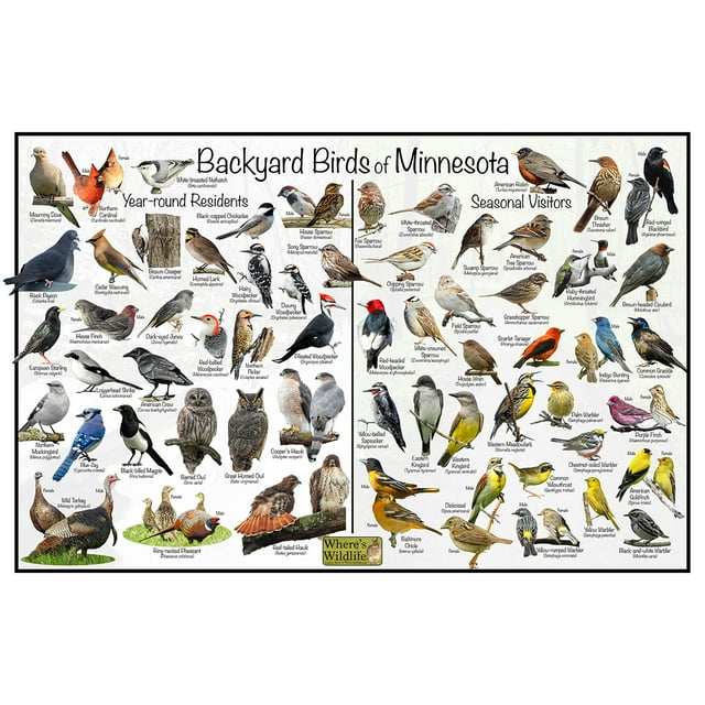 Backyard Birds of Minnesota Bird Identification Poster - Birdwatching Nature Chart