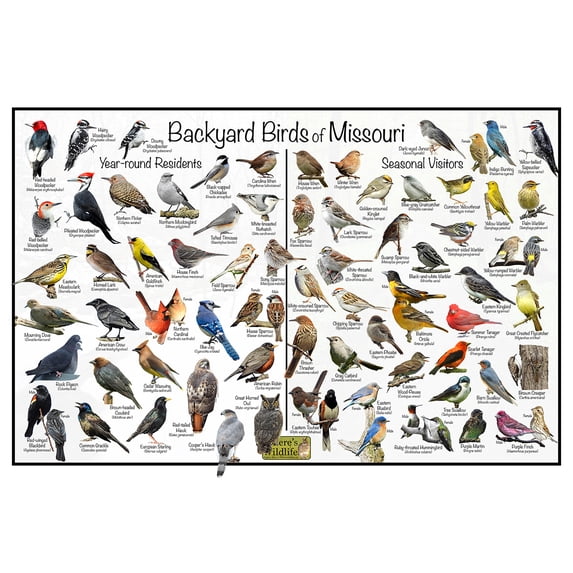 Backyard Birds of Missouri Bird Identification Poster - Birdwatching ...