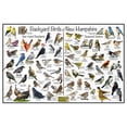 thumbnail image 1 of Backyard Birds of New Hampshire Bird Identification Poster - Birdwatching Nature Chart, 1 of 4