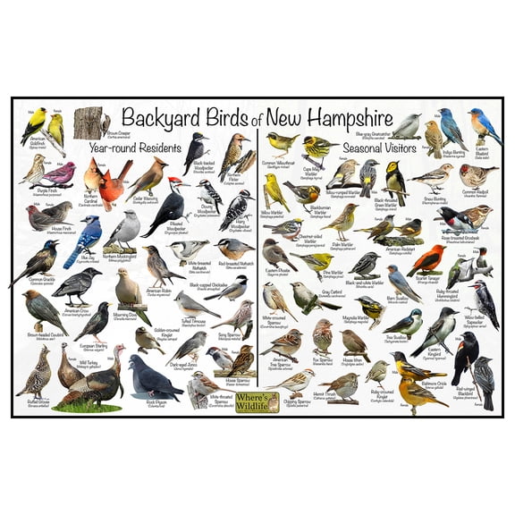 Backyard Birds of New Hampshire Bird Identification Poster - Birdwatching Nature Chart
