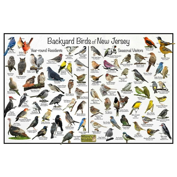 Backyard Birds of New Jersey Bird Identification Poster - Birdwatching Nature Chart