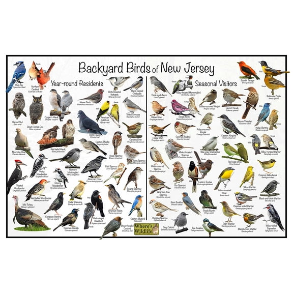 Backyard Birds of New Jersey Bird Identification Poster - Birdwatching Nature Chart