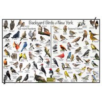 Backyard Birds of New York Bird Identification Poster - Birdwatching Nature Chart