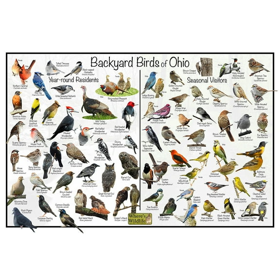 Backyard Birds of Ohio Bird Identification Poster - Birdwatching Nature Chart