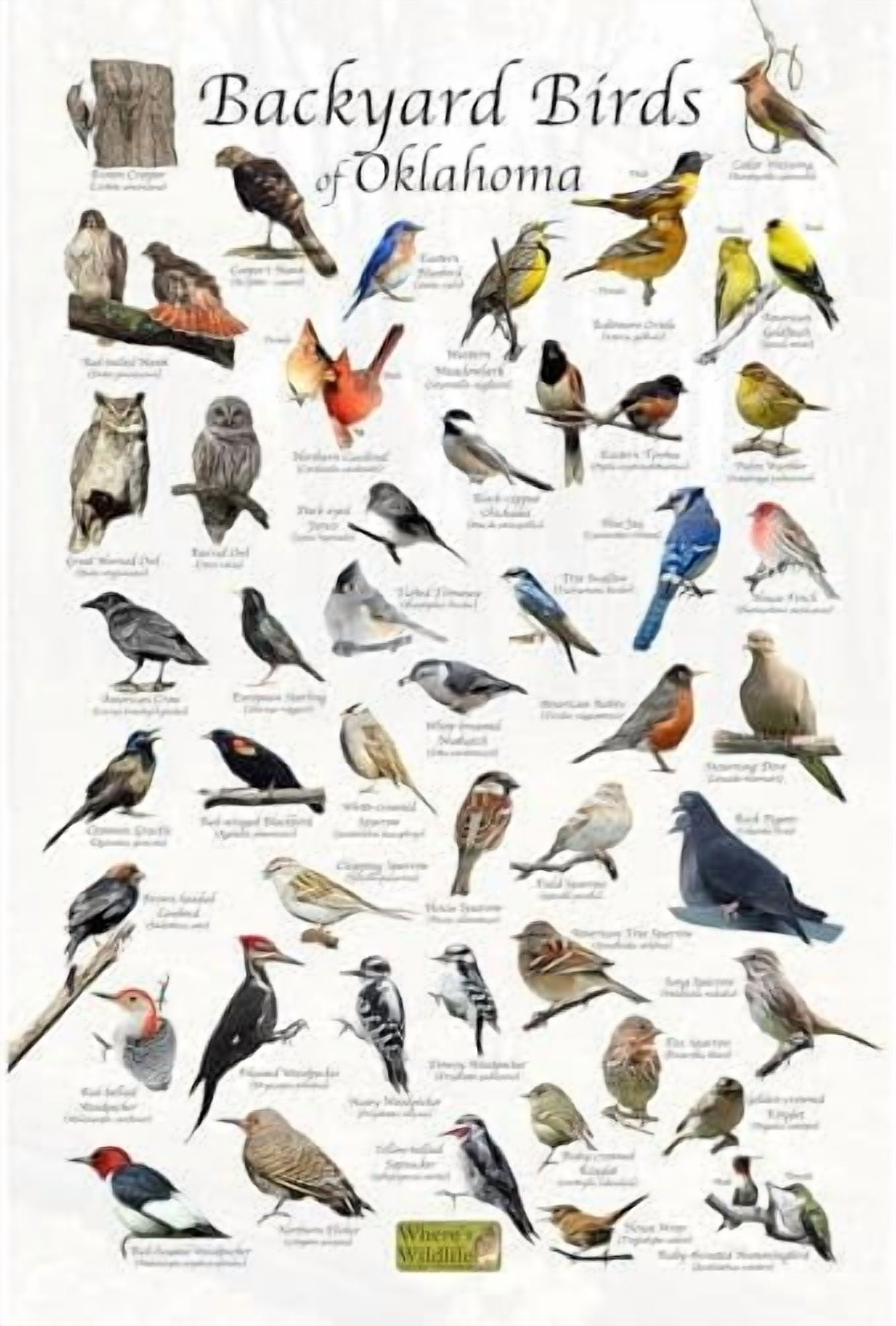 Backyard Birds of Oklahoma Bird Identification Poster (20" x 30