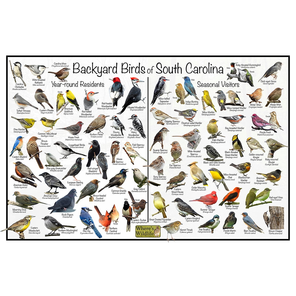 Backyard Birds of South Carolina Bird Identification Poster ...