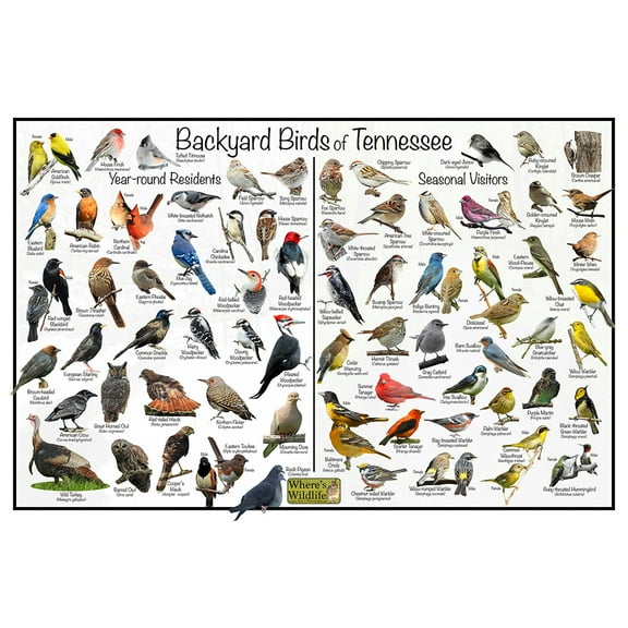 Backyard Birds of Tennessee Bird Identification Poster - Birdwatching Nature Chart