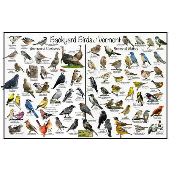 Backyard Birds of Vermont Bird Identification Poster - Birdwatching Nature Chart