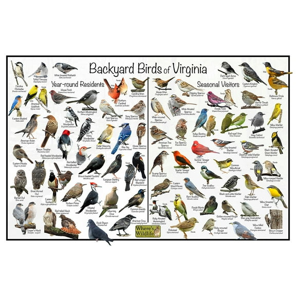 Backyard Birds of Virginia Bird Identification Poster - Birdwatching Nature Chart