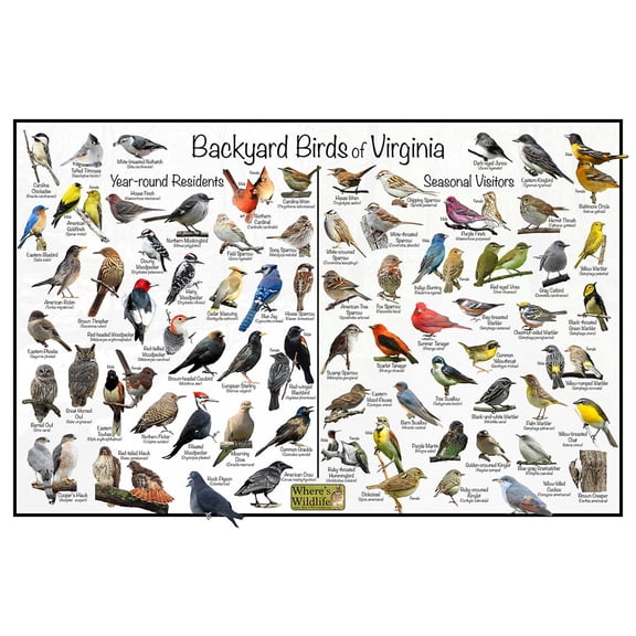 Backyard Birds of Virginia Bird Identification Poster - Birdwatching Nature Chart