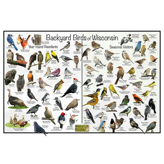 Backyard Birds of Wisconsin Bird Identification Poster - Birdwatching Nature Chart