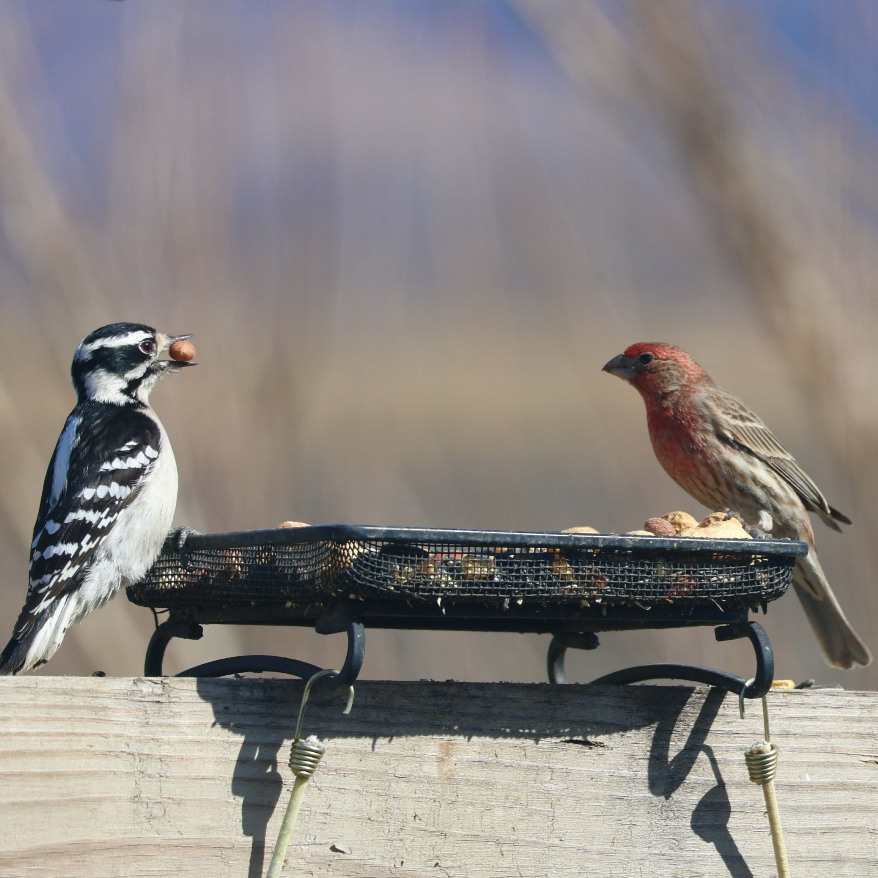 Black Steel Mesh Deck and Ground Bird Feeder Tray