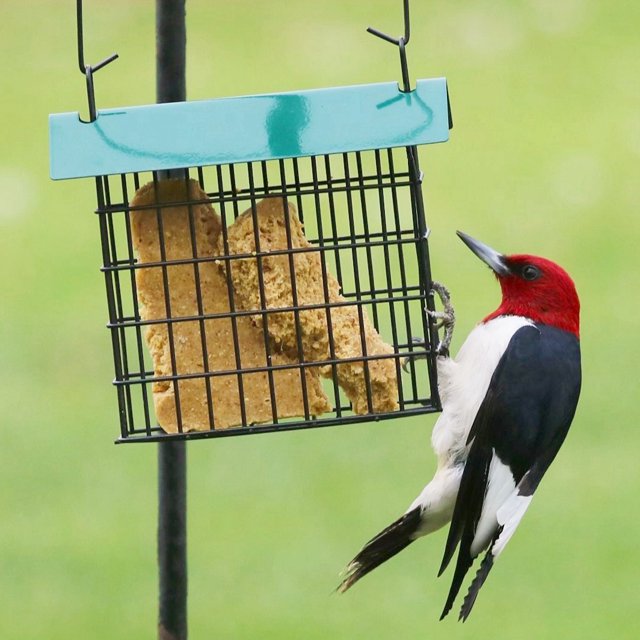 Backyard Essentials Single Suet Feeder, Green, 1 Suet Cake Capacity