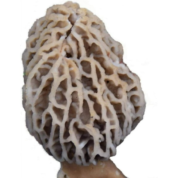 Backyard Morel Mushroom Growing Kit - MOREL HABITAT KIT