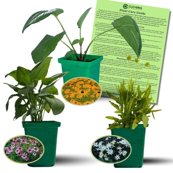 Backyard Prairie Garden Kit, 3 Live Plants, Echinacea, Rudbeckia, Coreopsis