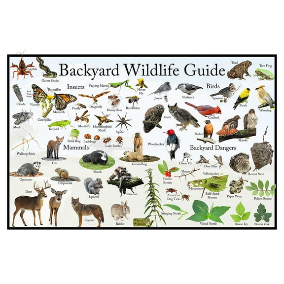 Backyard Wildlife Poster Guide: Insects, Birds, Mammals, and Dangers - Picture ID Poster - Nature Science Chart (24" x 36")