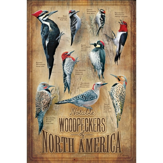 Backyard Woodpeckers of North America