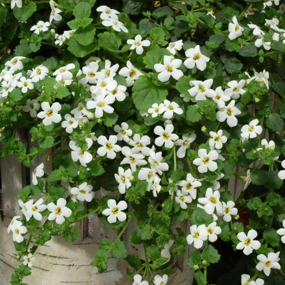 Bacopa Flower Garden Seeds - Utopia Series - Blutopia - 100 Seeds - Annual Flower Gardening Seeds