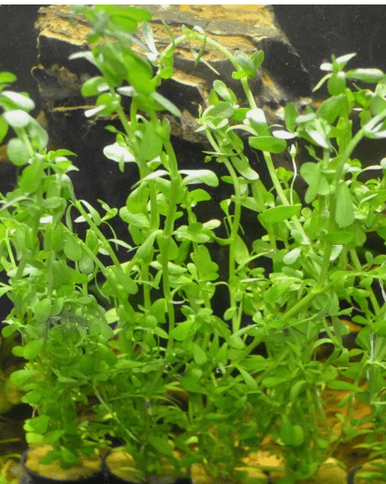 Bacopa Monnieri (Moneywort) Live Aquarium Plant – Easy Freshwater Aquatic Plant for Background