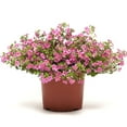 thumbnail image 1 of Bacopa Pinktopia® Seed, 1 of 3