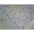 thumbnail image 1 of Bacteria Spores; Smear by Go Science Crazy, 1 of 1