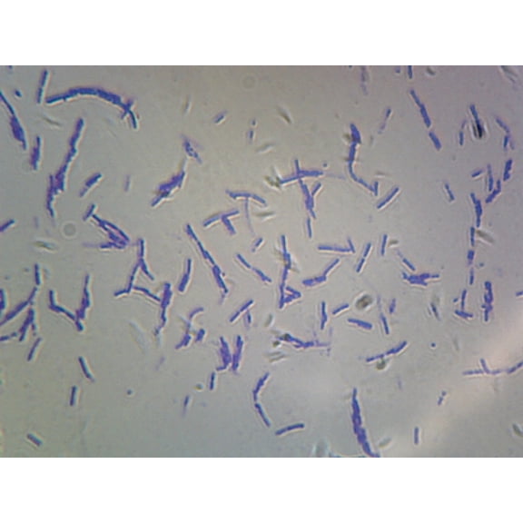 Bacteria Spores; Smear by Go Science Crazy