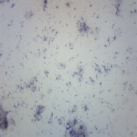 Bacteria from Mouth - Prepared Microscope Slide - 75 x 25mm - Biology & Microscopy - Eisco Labs