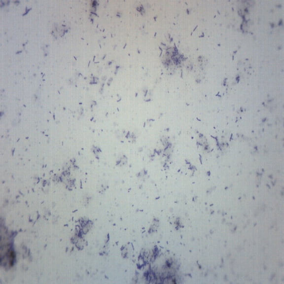 Bacteria from Mouth - Prepared Microscope Slide - 75 x 25mm - Biology & Microscopy - Eisco Labs