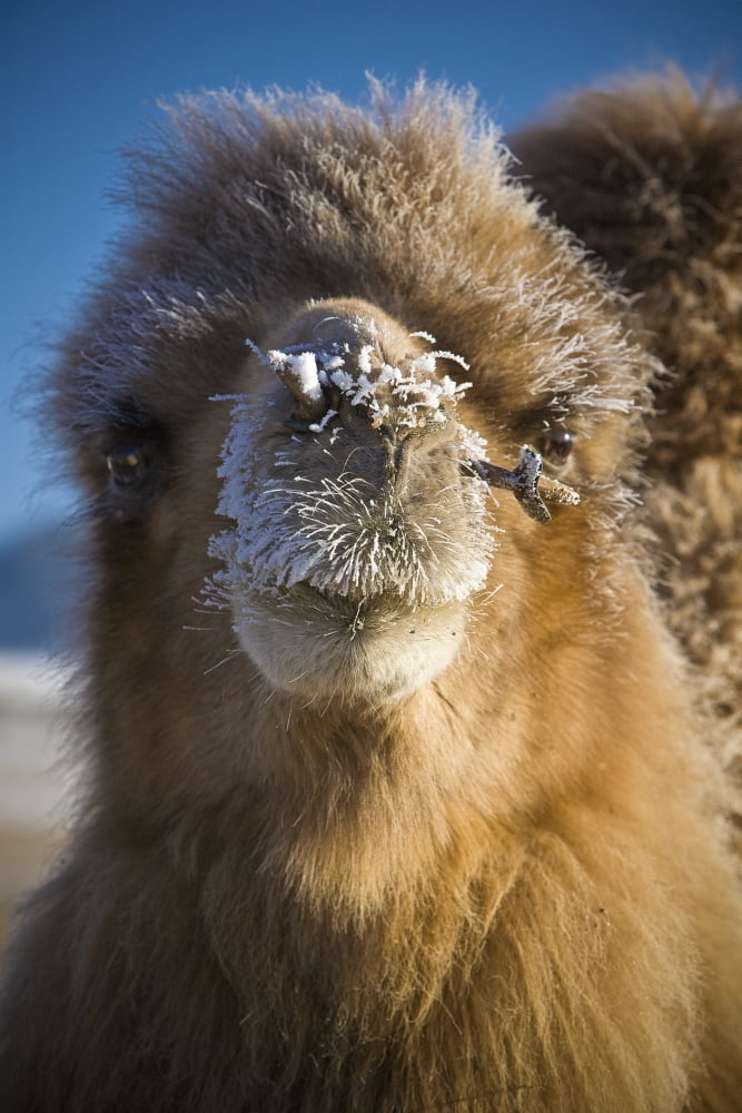 Bactrian Camel (Camelus Bactrianus) Mongolia Canvas Art - David DuChemin Design Pics (12 x 19)