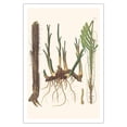 thumbnail image 1 of Bactris Major and Daemonorops Draco Palm Trees - Roots - Vintage Botanical Illustration by Carl Friedrich Philipp von Martius c.1820s - Fine Art Matte Paper Print (Unframed) 30x44in, 1 of 4