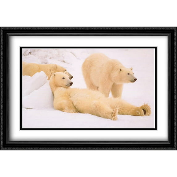 Bad Boys of the Arctic 2x Matted 40x28 Large Black Ornate Framed Art Print by Thomas Mangelsen
